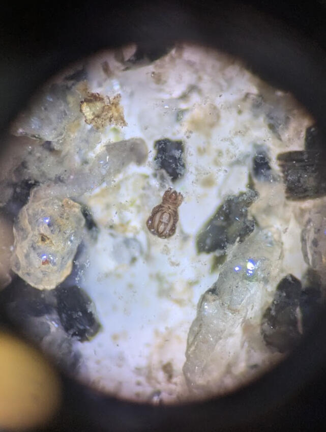 Aquatic mites from helping with a Parry Sound Benthos Survey