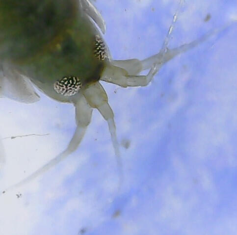 A Hyalella under the microscope. A type of crustaean that is sensitive to heavy metals.