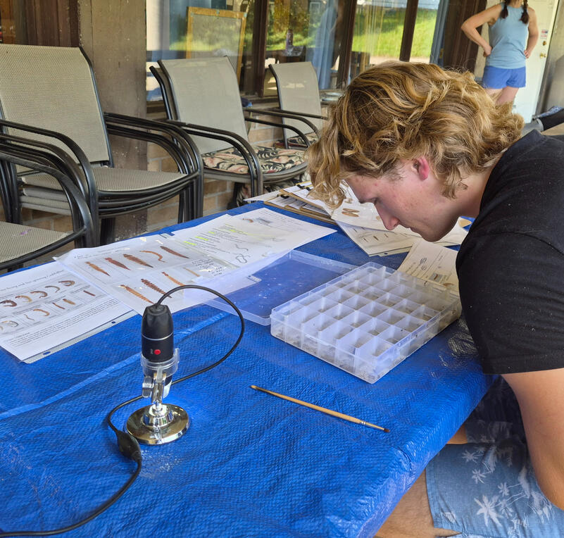 Tallying the abundances of each Taxon