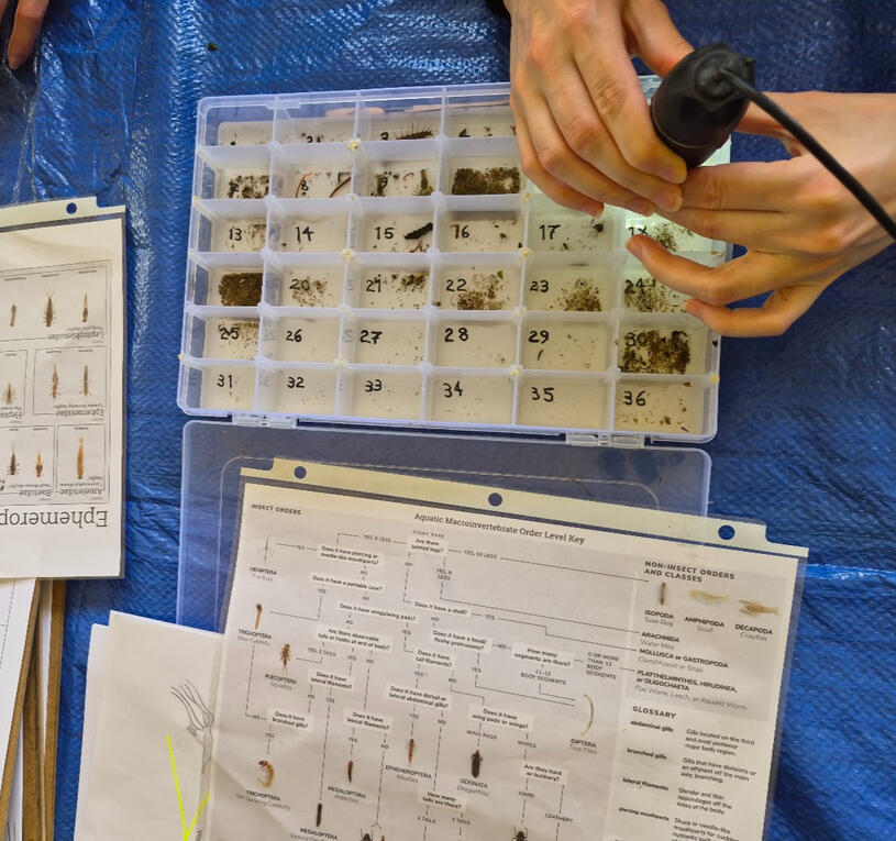 Using microscopy and Taxonomy keys to identify organisms