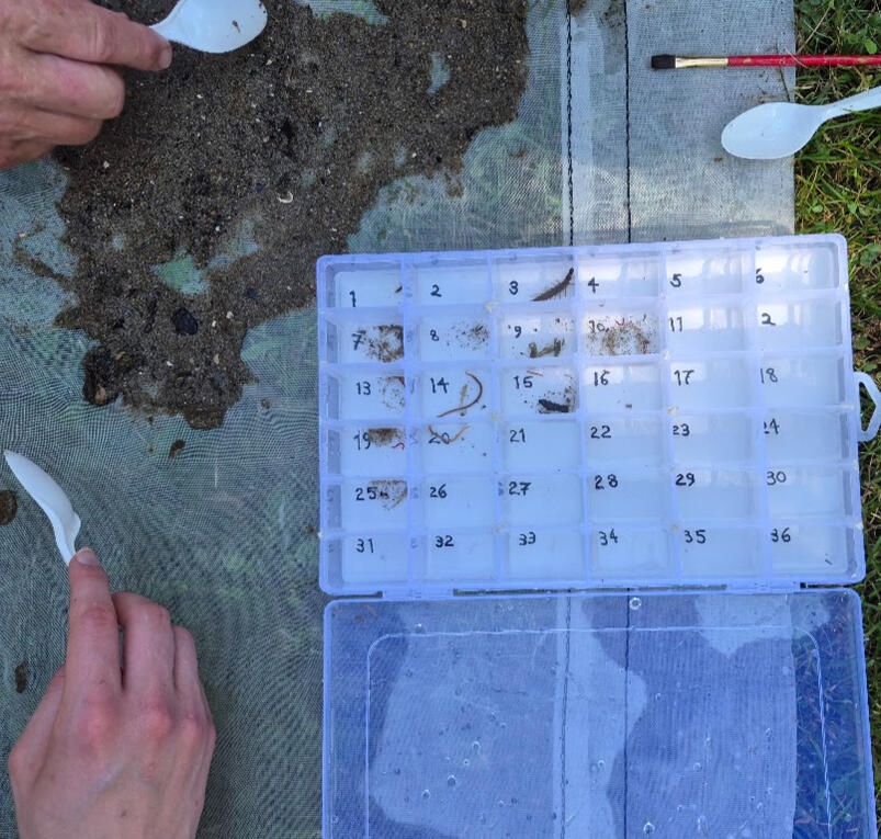 Filling the Sub-sampling boxes with organisms to prep for IDing